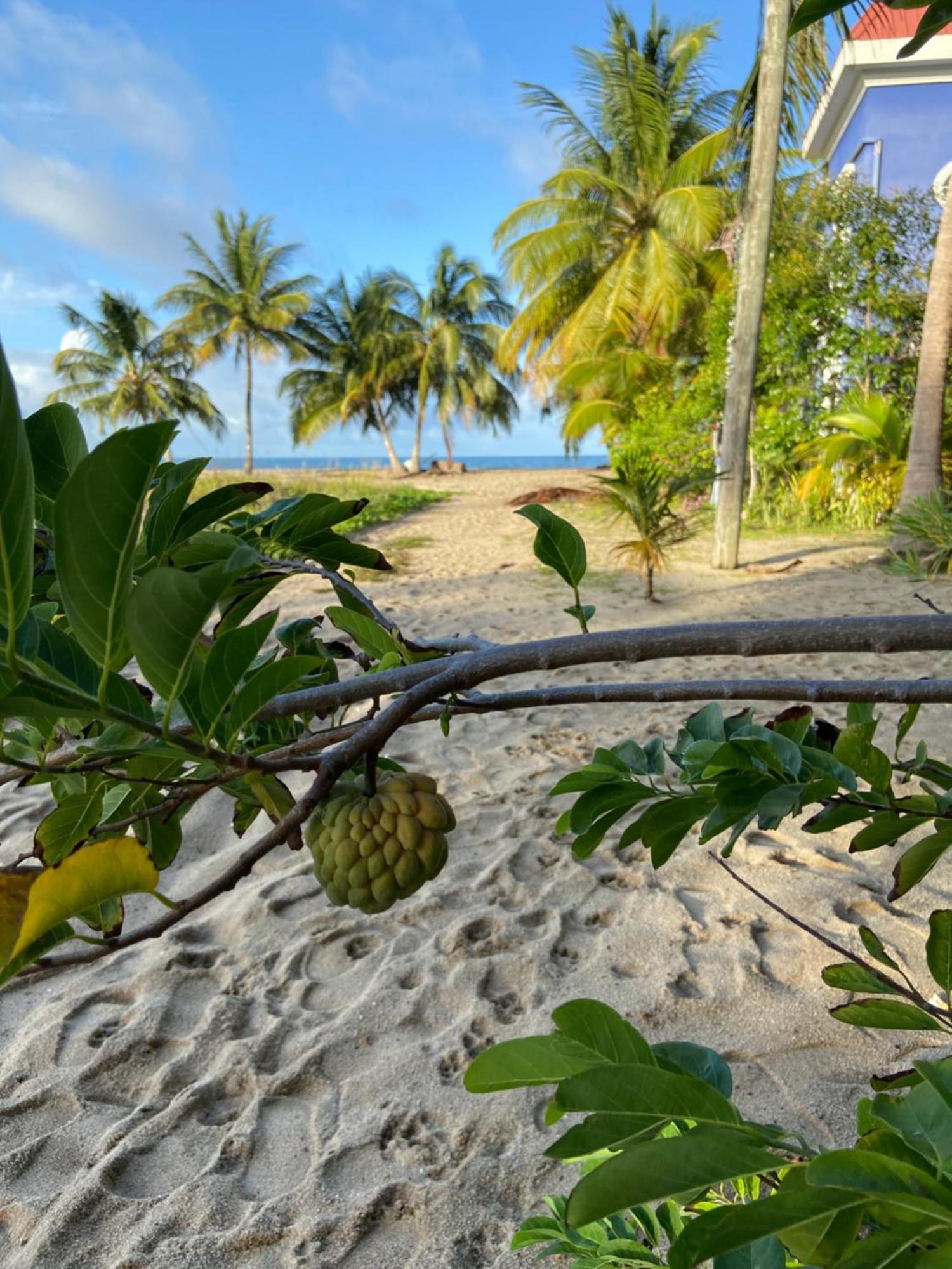 Anda Di Hows Hostel Placencia 외부 사진