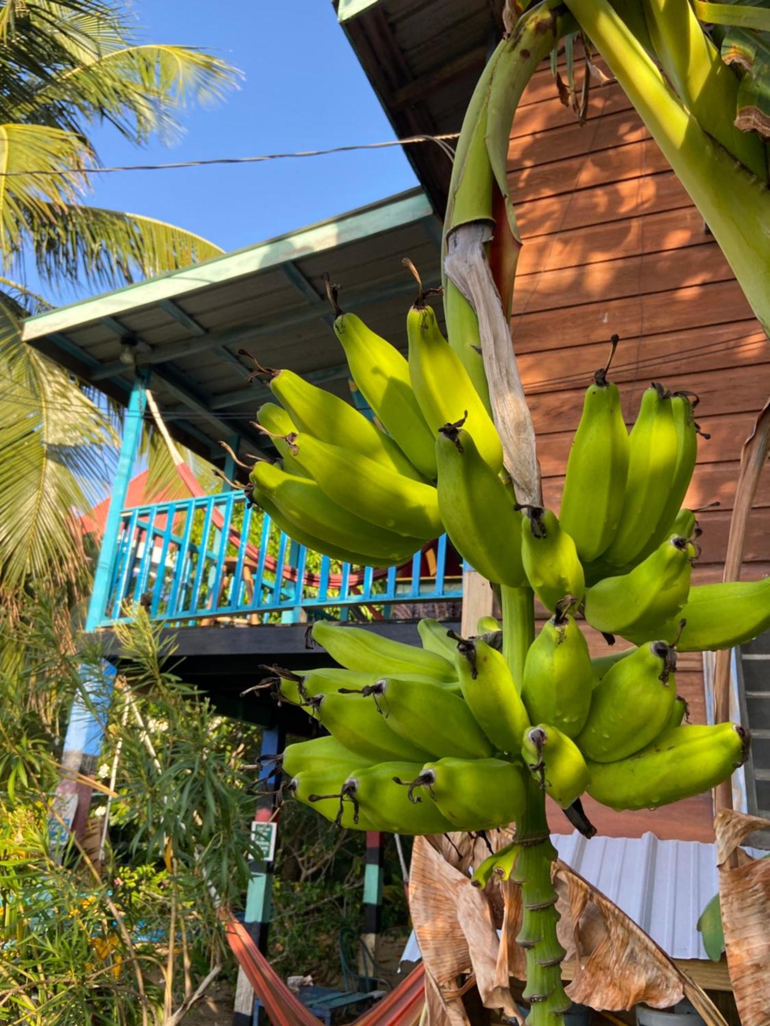 Anda Di Hows Hostel Placencia 외부 사진